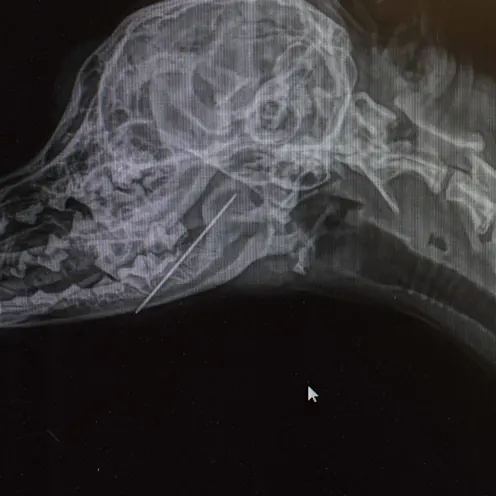 Radiography at Animal Medical Center of Hattiesburg. Radiography at Animal Medical Center of Hattiesburg.