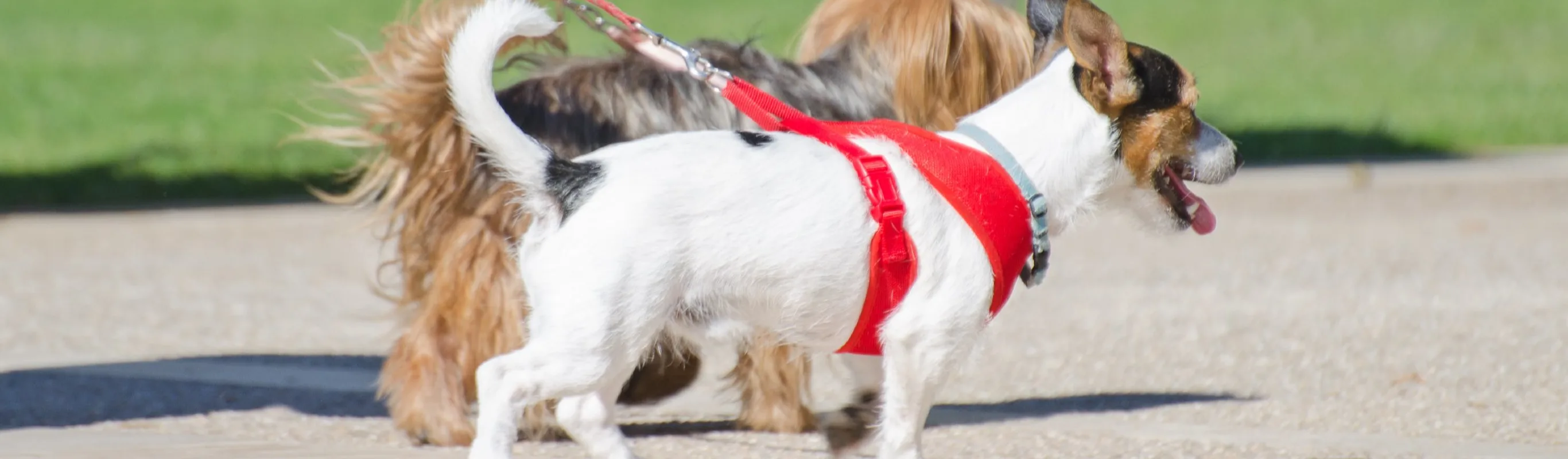 Dogs on leashes walking in a park