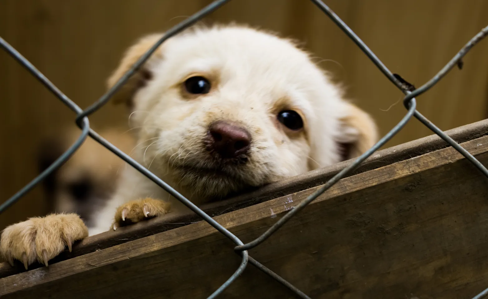 Puppy looking through fence Puppy looking through fence