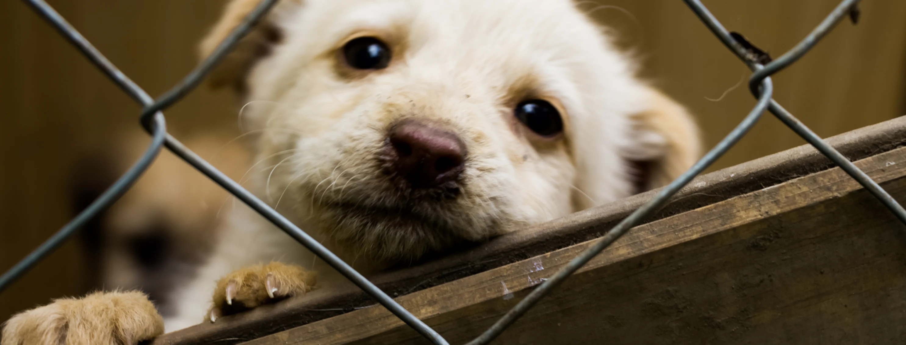 Puppy looking through fence Puppy looking through fence