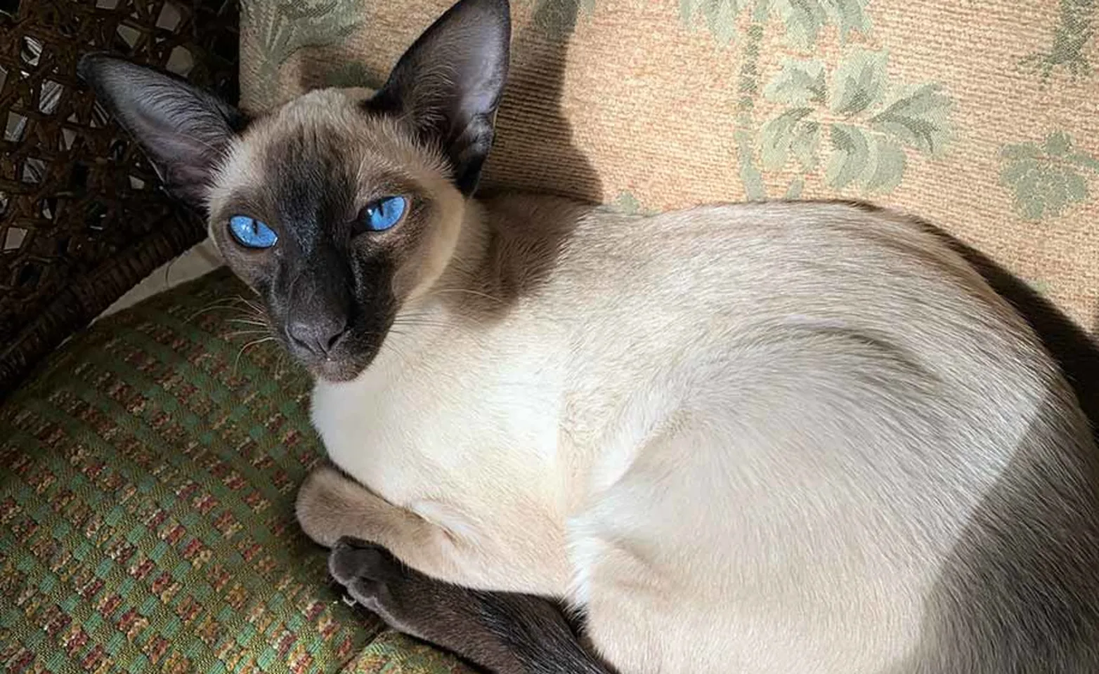 A white cat laying in a chair A white cat laying in a chair
