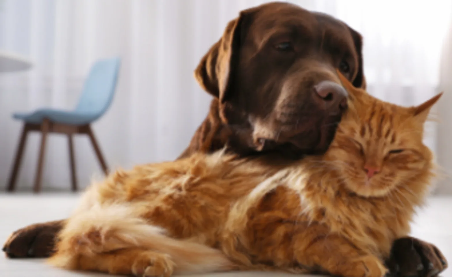 Brown Dog & Orange Cat Cuddling at Home Brown Dog & Orange Cat Cuddling at Home