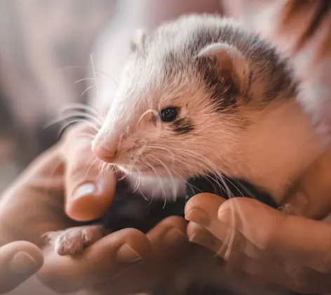 A ferret is being held in the palm of a doctors hand gentley. A ferret is being held in the palm of a doctors hand gentley.