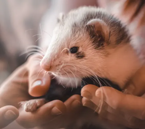 A ferret is being held in the palm of a doctors hand gentley. 
