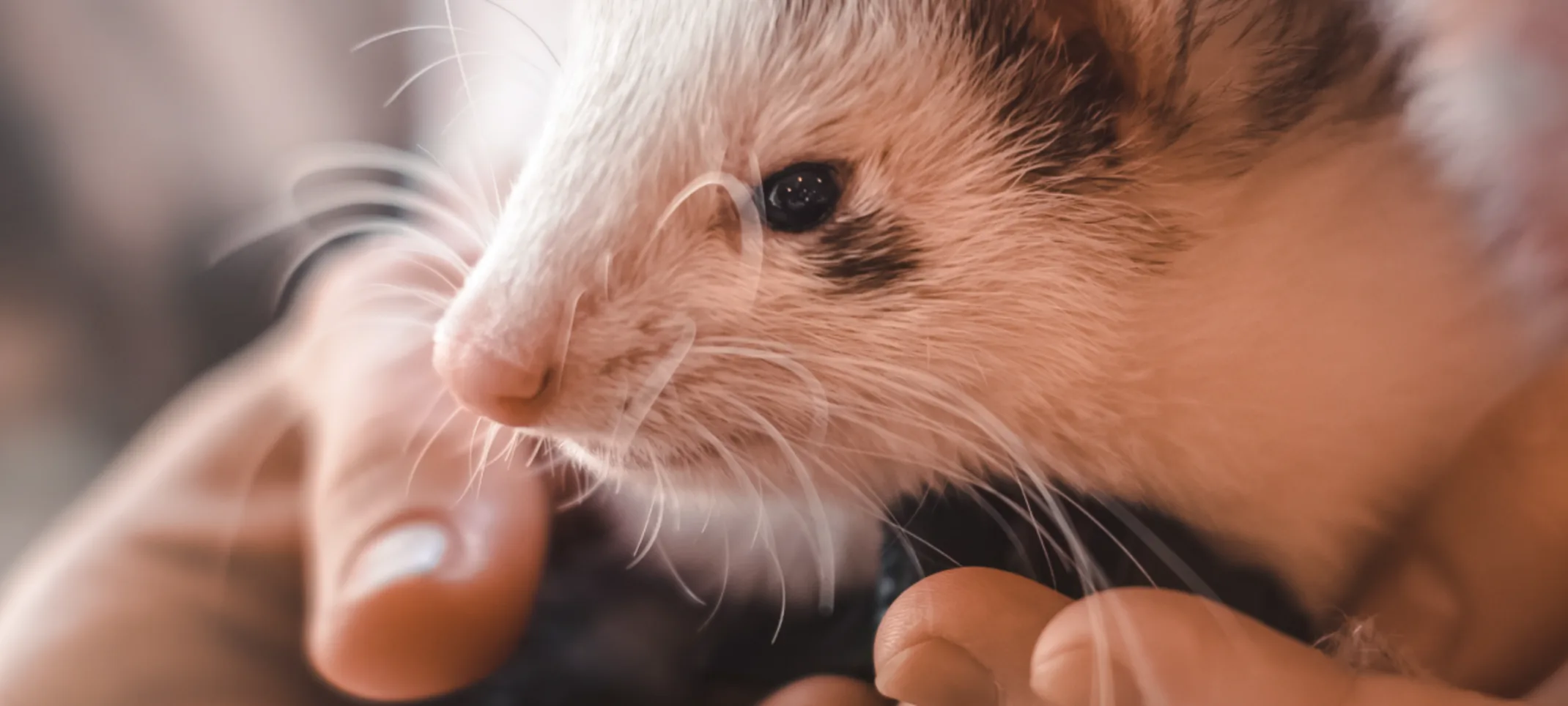 A ferret is being held in the palm of a doctors hand gentley. 