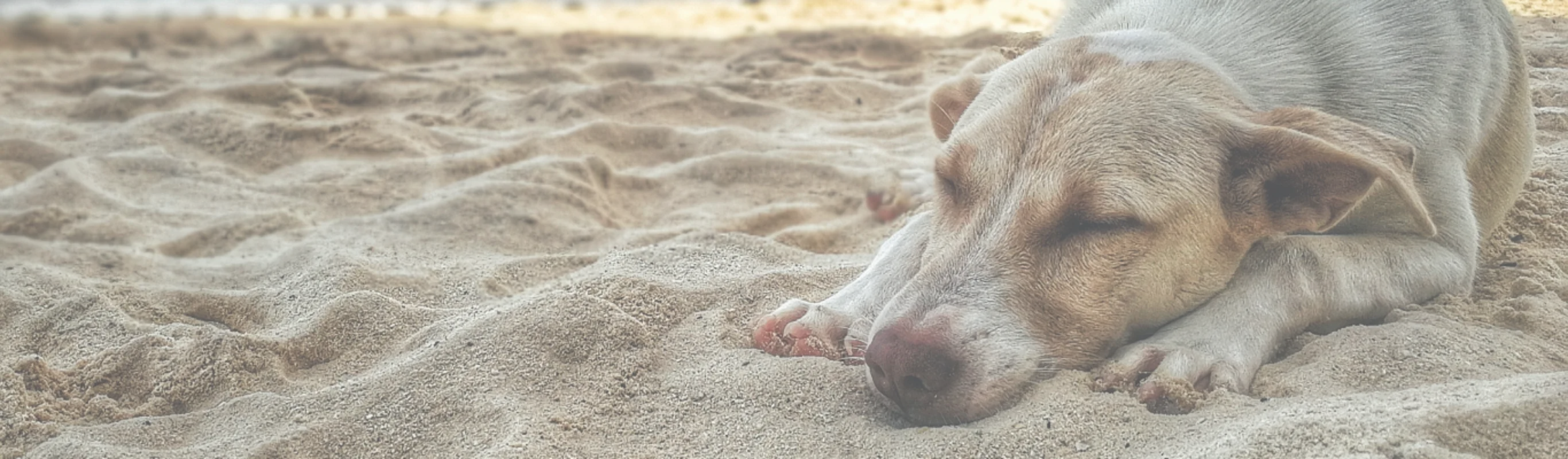 dog sleeping in sand