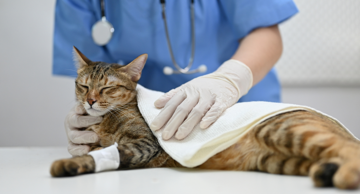 Cat with Bandaged Paw Lying on Exam Table