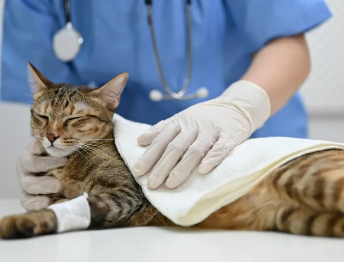 Cat with Bandaged Paw Lying on Exam Table Cat with Bandaged Paw Lying on Exam Table