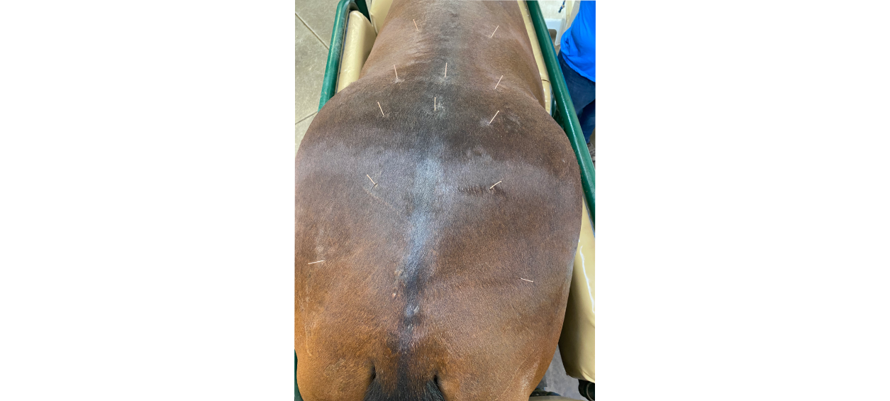 Horse's Back with Acupuncture Needles