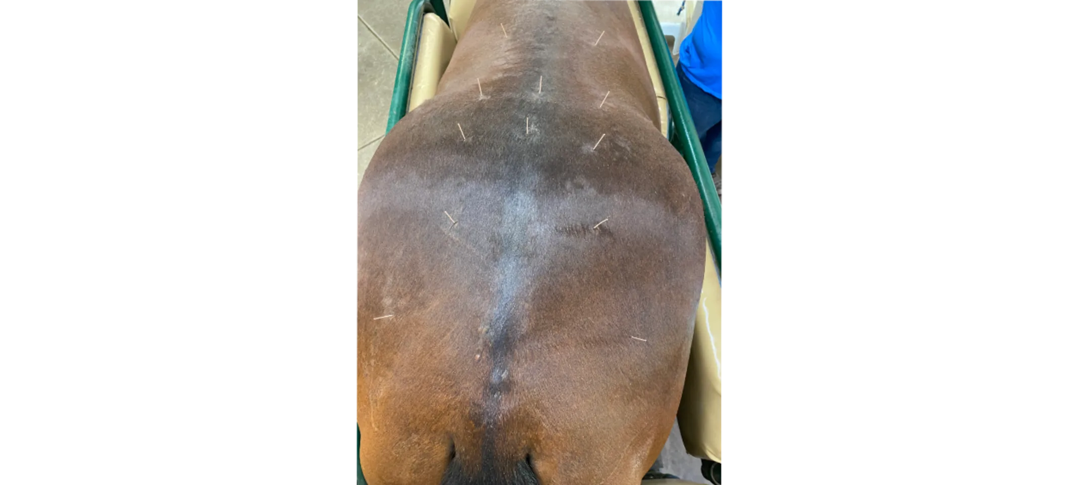 Horse's Back with Acupuncture Needles Horse's Back with Acupuncture Needles