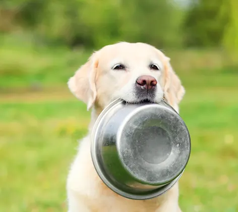 Golden Labrador Retriever is holding their tin bowl in their mouth Golden Labrador Retriever is holding their tin bowl in their mouth