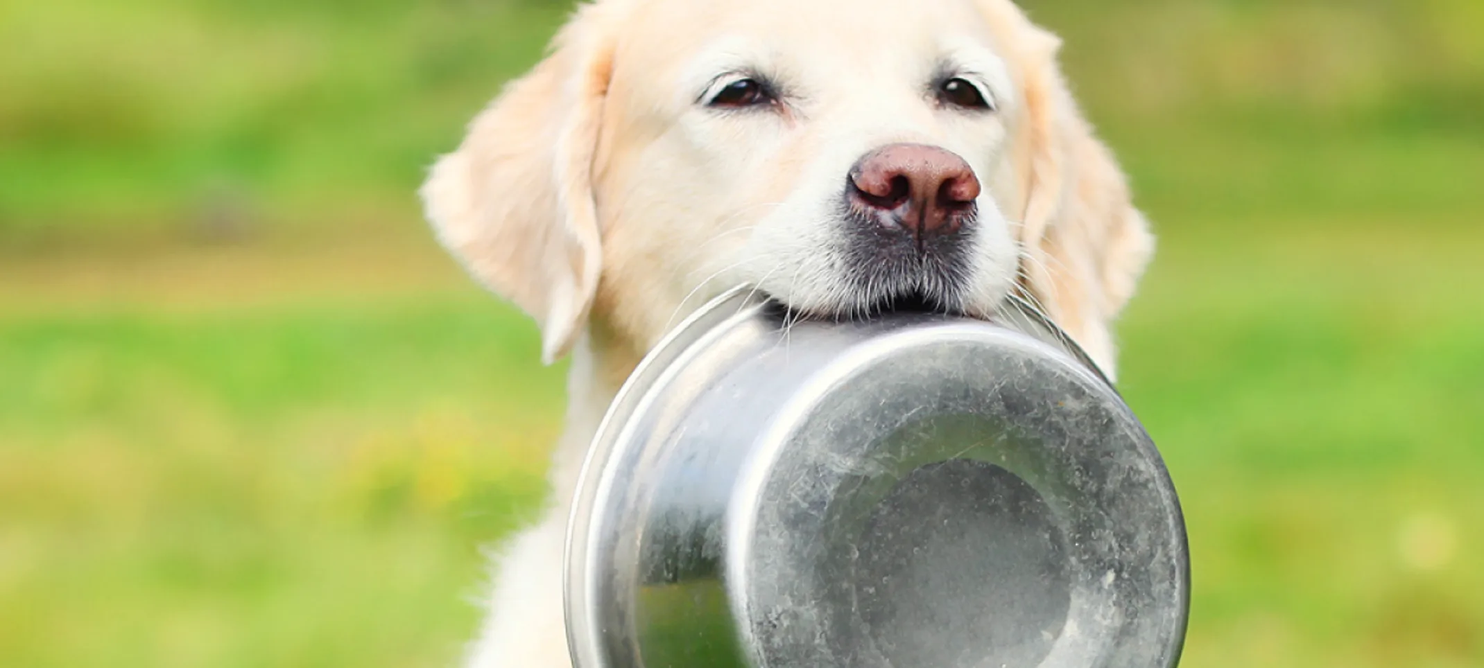 Golden Labrador Retriever is holding their tin bowl in their mouth Golden Labrador Retriever is holding their tin bowl in their mouth