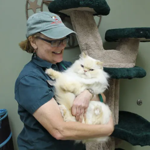 Staff member in front of cat climbing tower with white fluffy cat. Staff member in front of cat climbing tower with white fluffy cat.