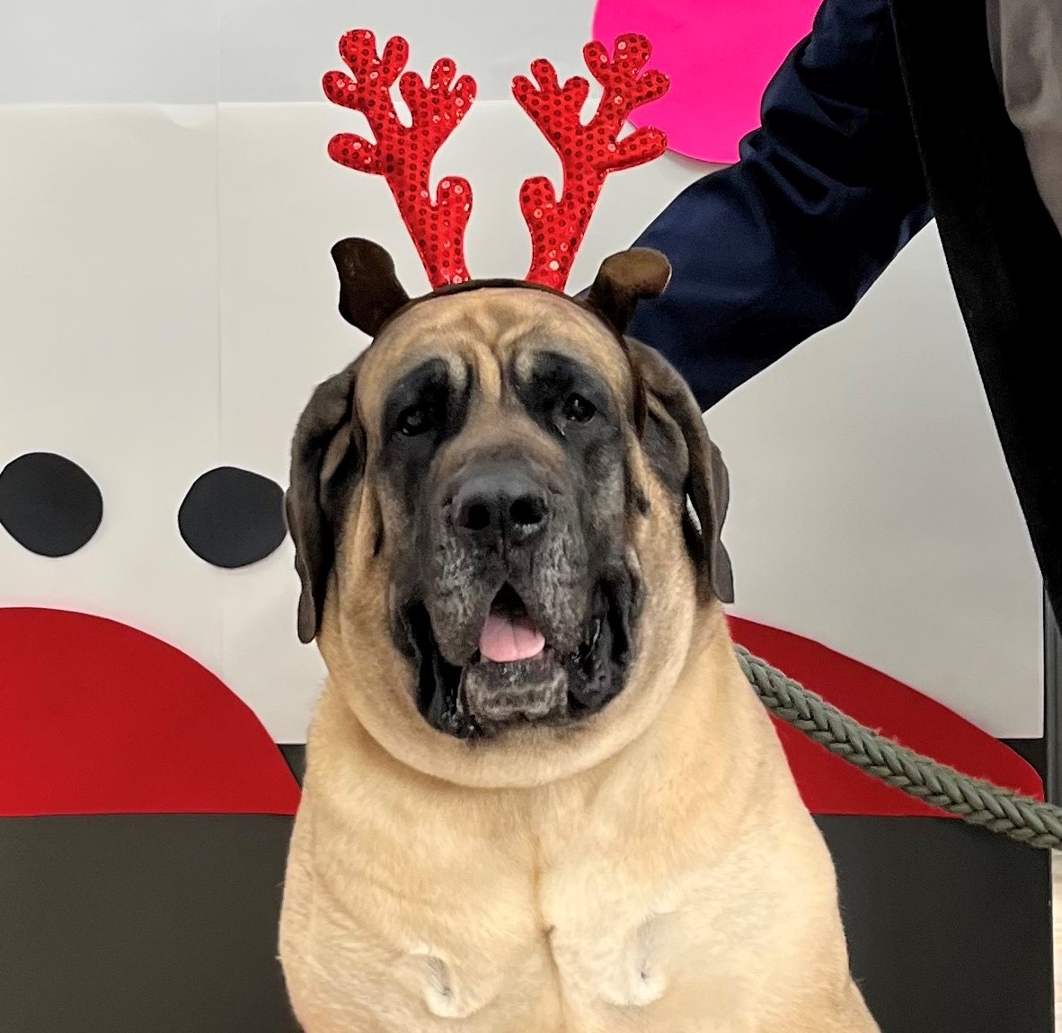 Brown dog with red antler headband