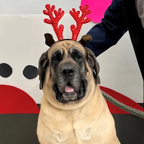 Fury Brown dog with red antler headband