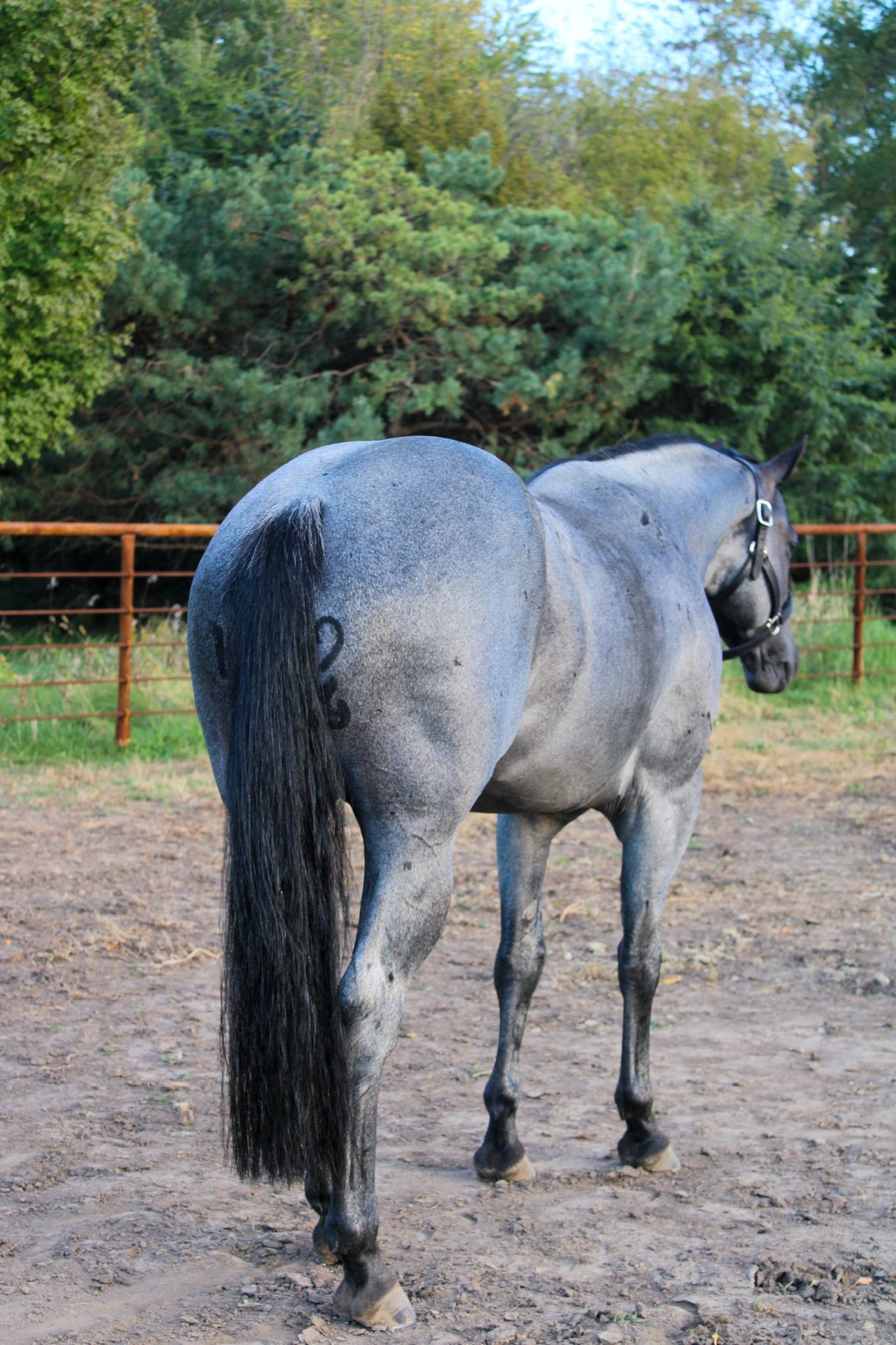 Hesa Bluhadi Hind Profile