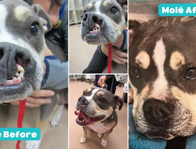 Mole the dog with a cleft. Mole the dog with a cleft.