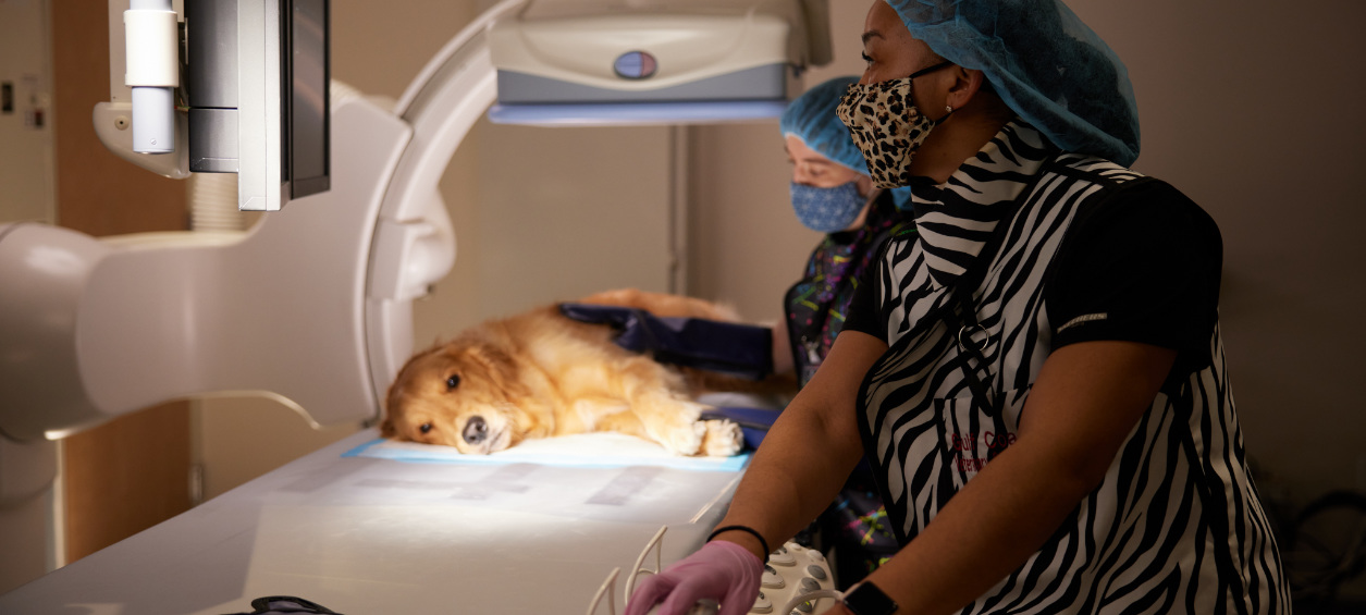 Golden Retriever being scanned by vet