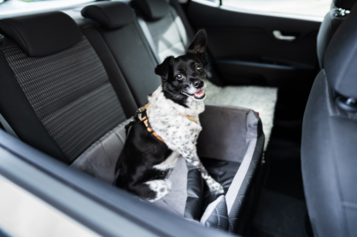 A dog sits in a car. 