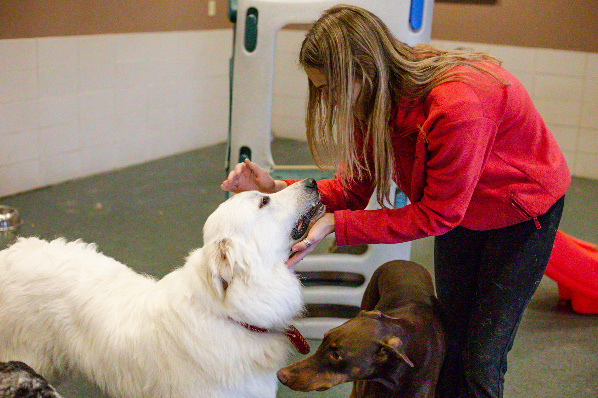 Elite Suite Pet Resort Dog Daycare employee playing with two dogs