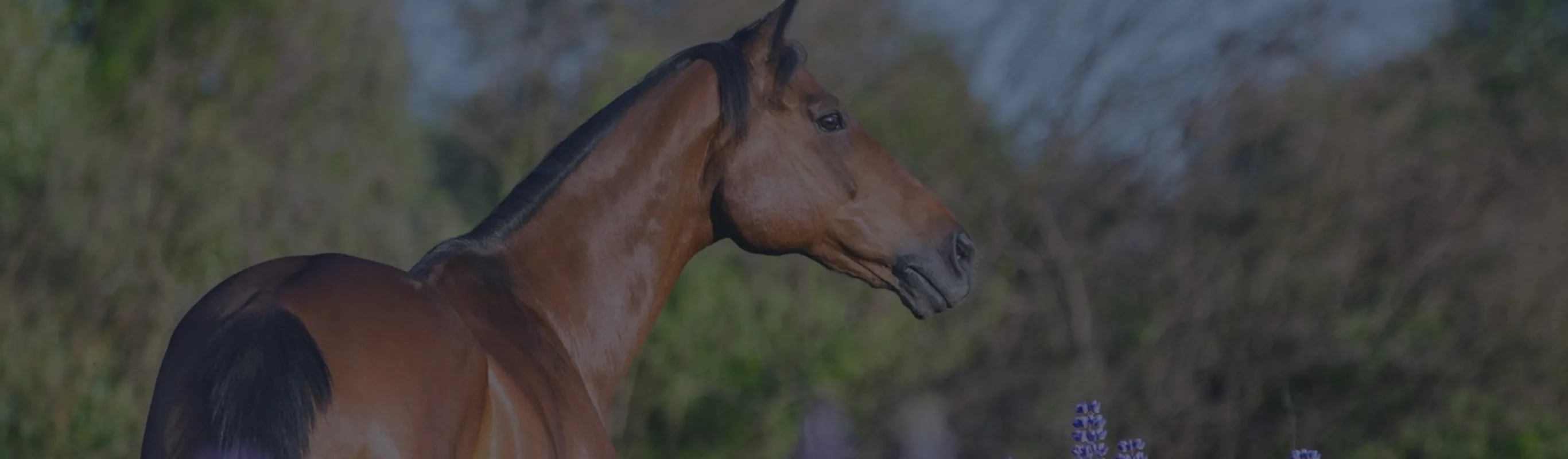 Horse standing in lavender field Horse standing in lavender field