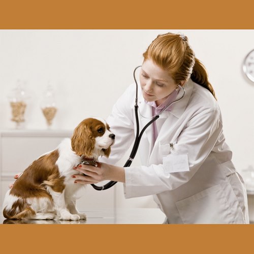Doctor examining dog