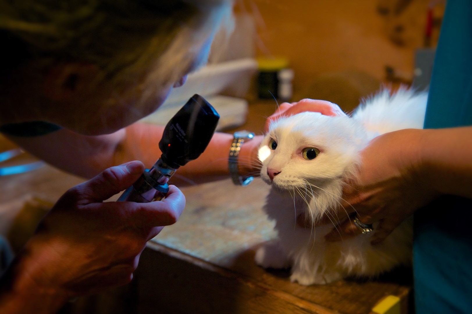 Dr. examining white cat's eye at Henniker Veterinary Hospital