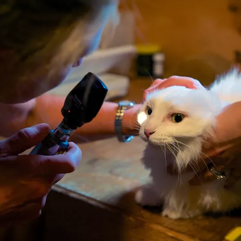 Dr. examining white cat's eye at Henniker Veterinary Hospital Dr. examining white cat's eye at Henniker Veterinary Hospital
