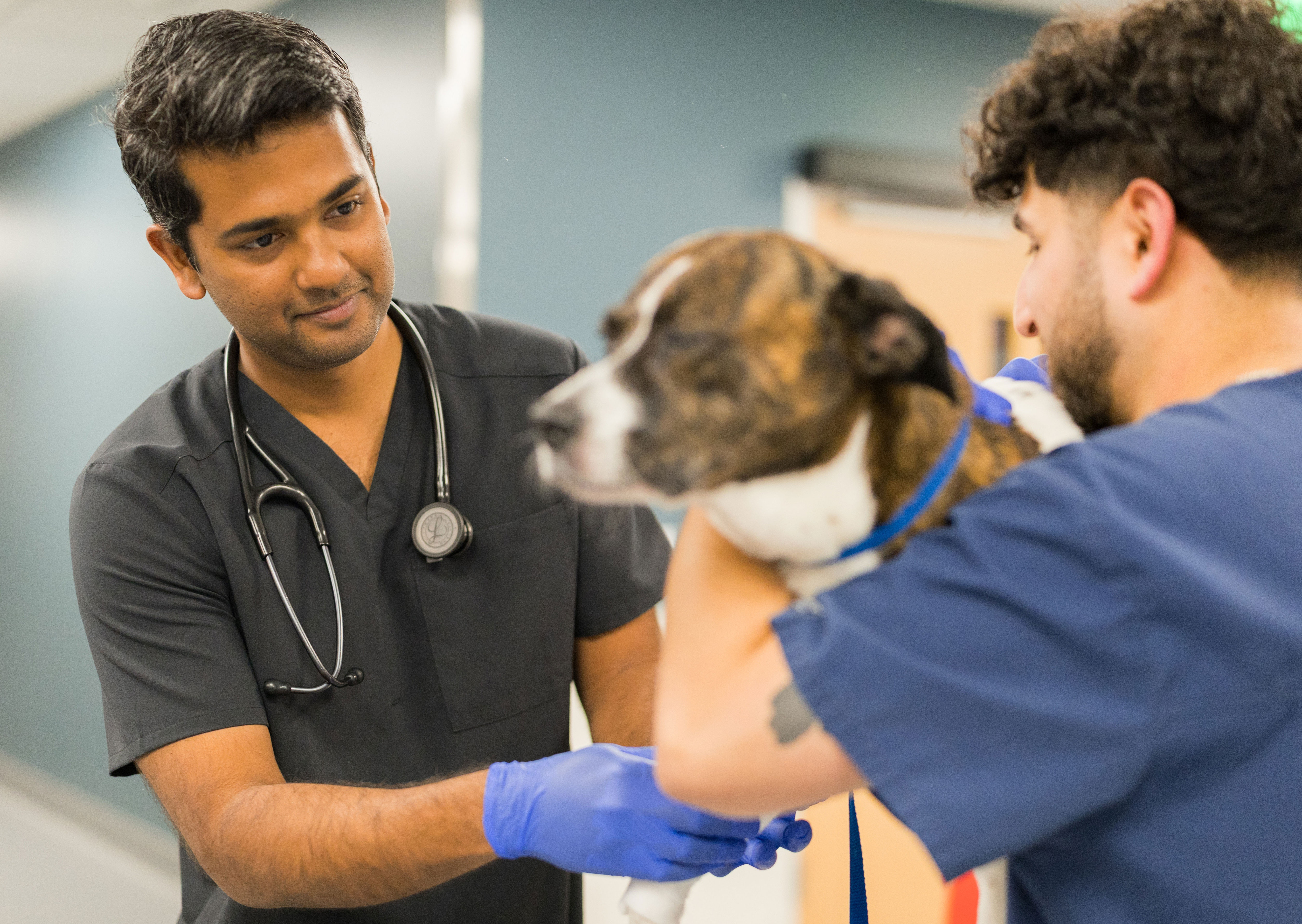 Vet utilizing GCVS equipment for Patient