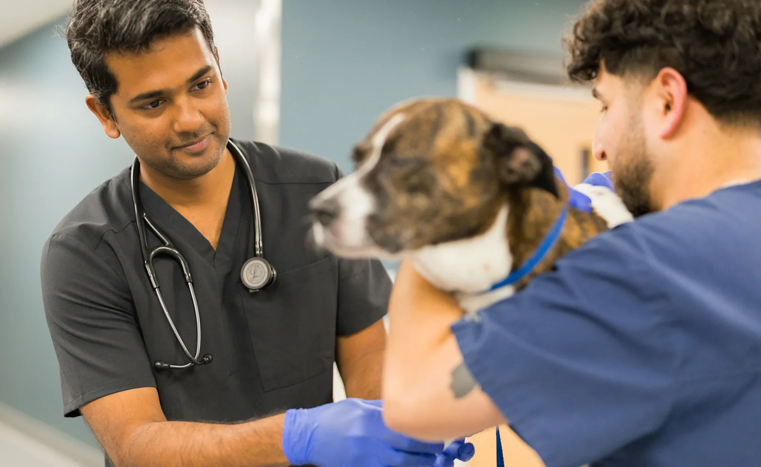 Vet utilizing GCVS equipment for Patient Vet utilizing GCVS equipment for Patient