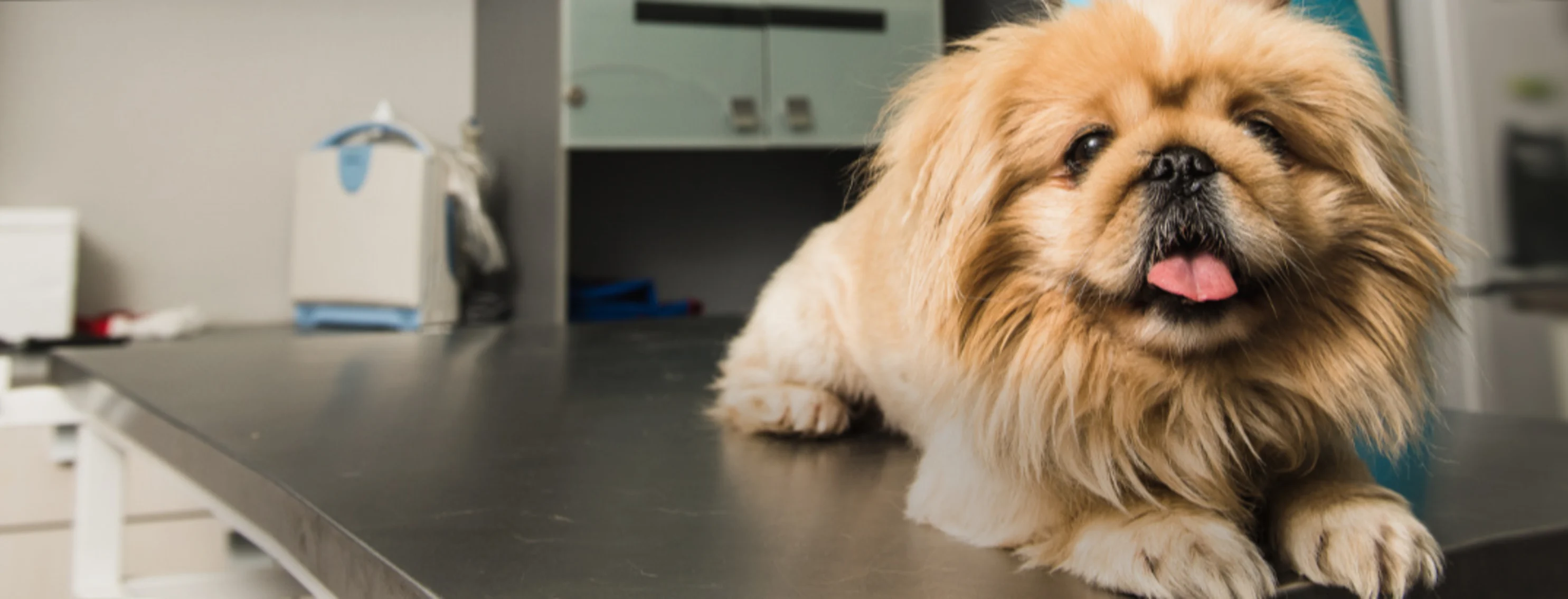 Dog Lying on Exam Table Dog Lying on Exam Table