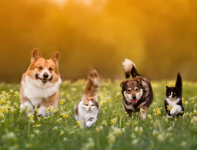 2 Dogs & 2 Cats Playing in a Flowery Field During Sunset 2 Dogs & 2 Cats Playing in a Flowery Field During Sunset