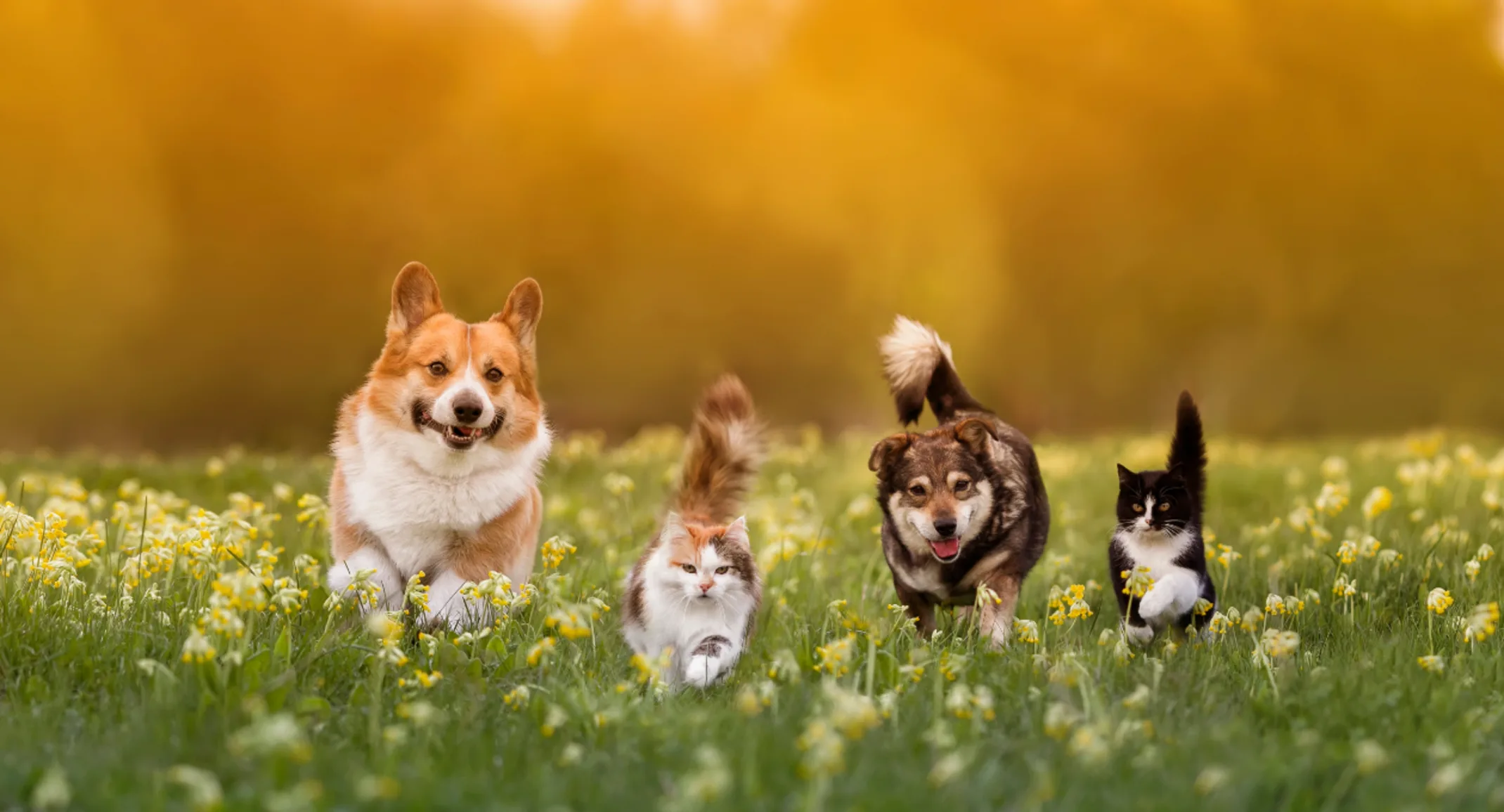 2 Dogs & 2 Cats Playing in a Flowery Field During Sunset 2 Dogs & 2 Cats Playing in a Flowery Field During Sunset