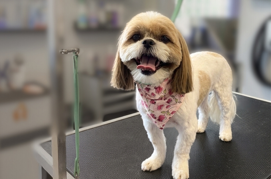 Smiling dog on grooming table