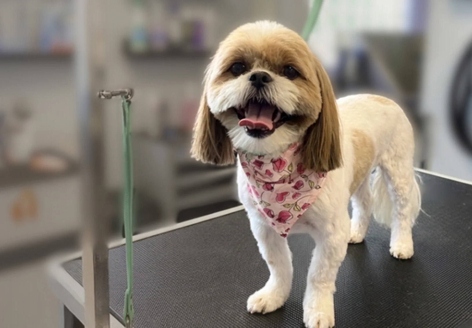 Smiling dog on grooming table Smiling dog on grooming table