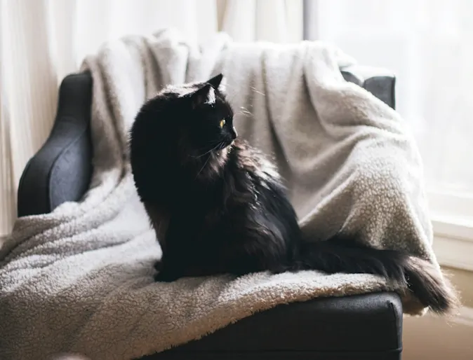 Cat sitting in a chair peering out window Cat sitting in a chair peering out window