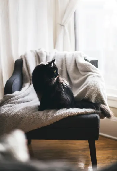 Cat sitting in a chair peering out window