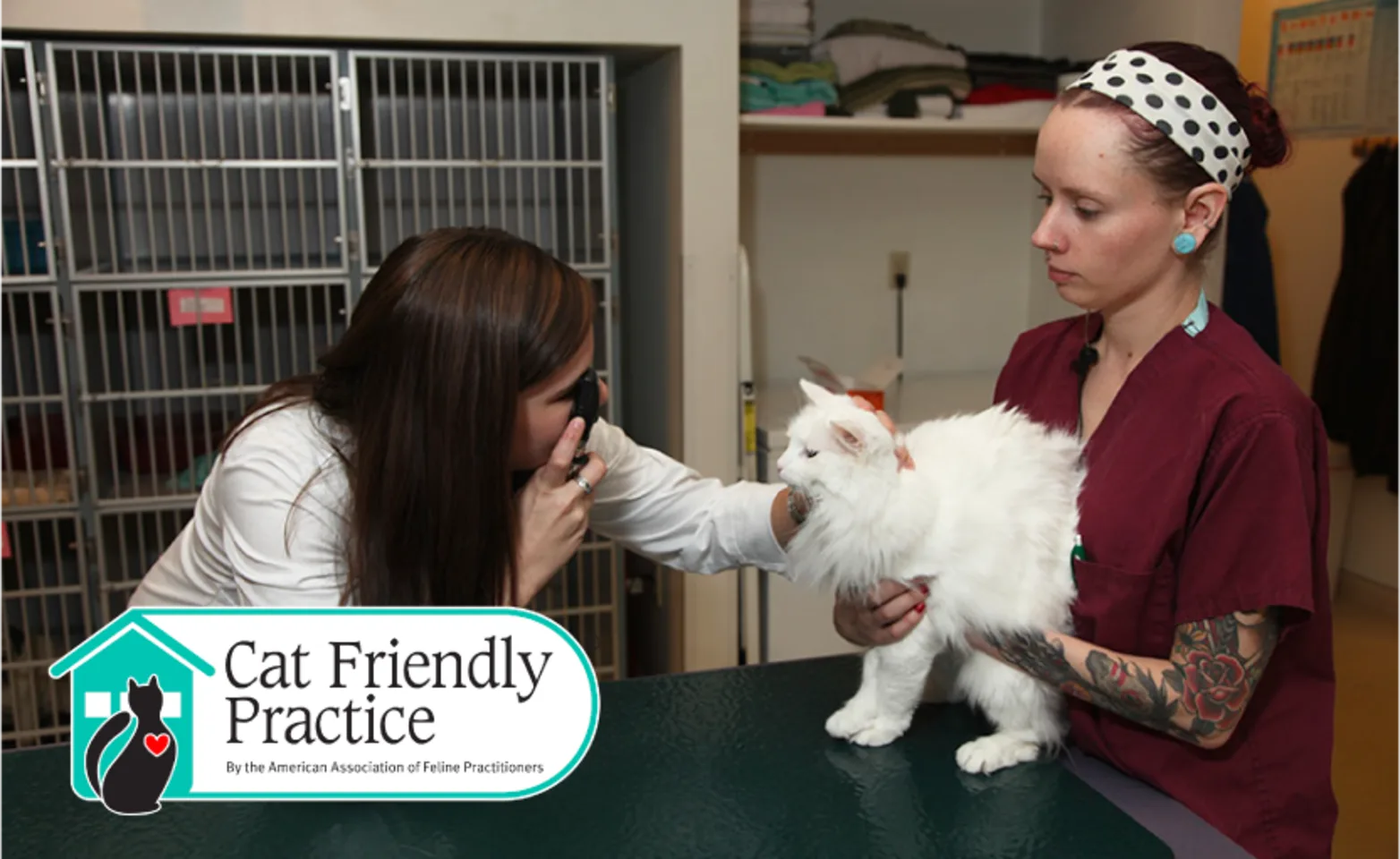 Cat being checked out by two doctors Cat being checked out by two doctors