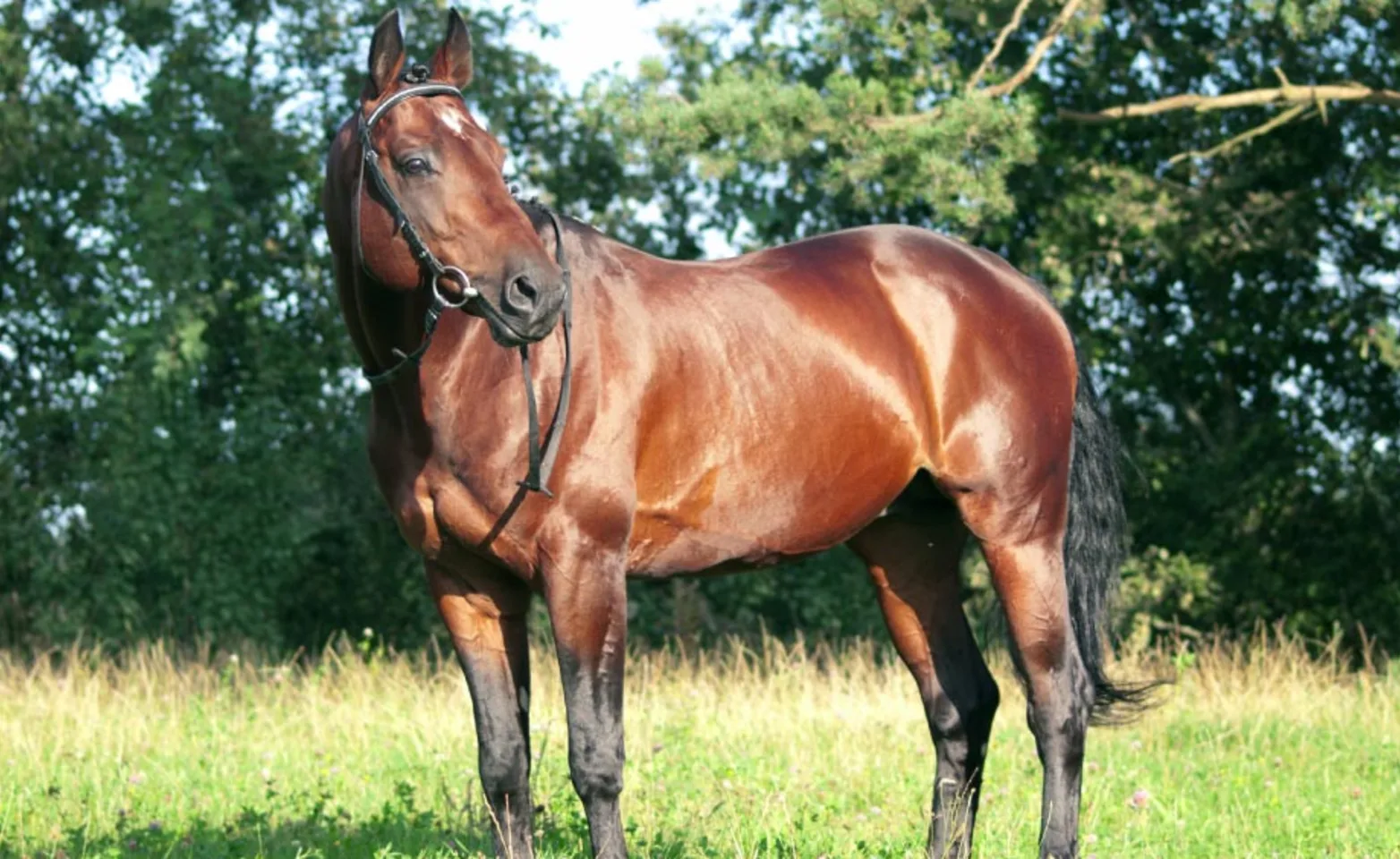 Brown horse with black mane standing in a rural green setting.