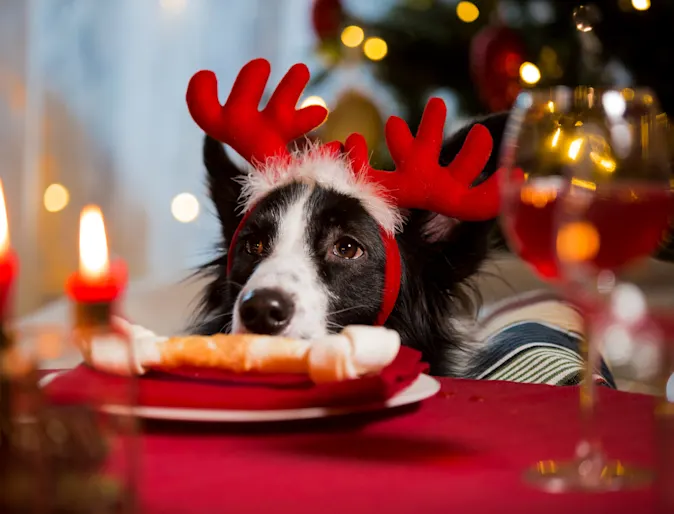 Dog at a Christmas table Dog at a Christmas table