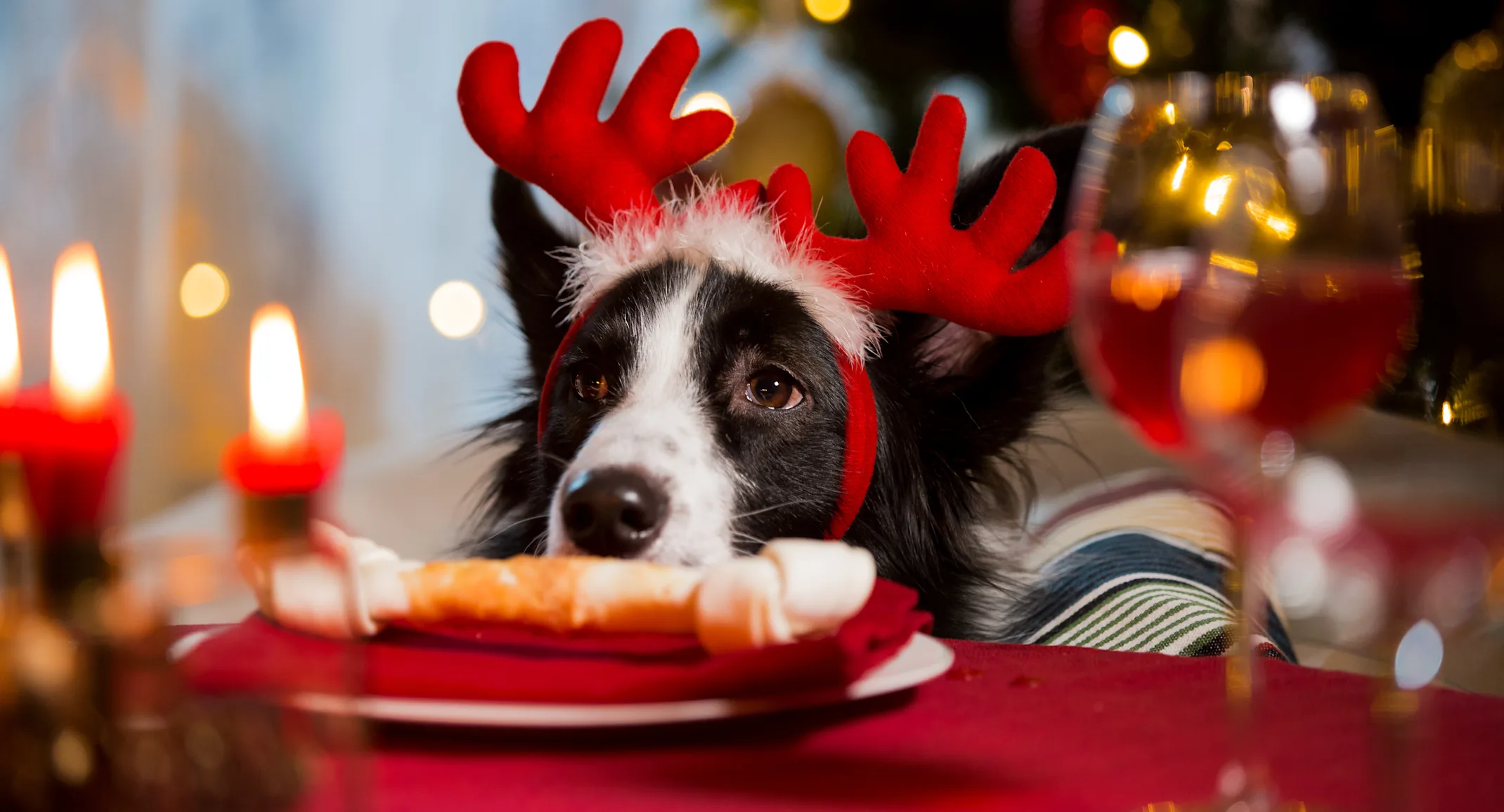 Dog at a Christmas table Dog at a Christmas table