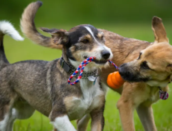 Two Dogs Playing Outside