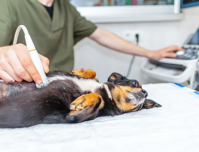 dog getting scan dog getting scan