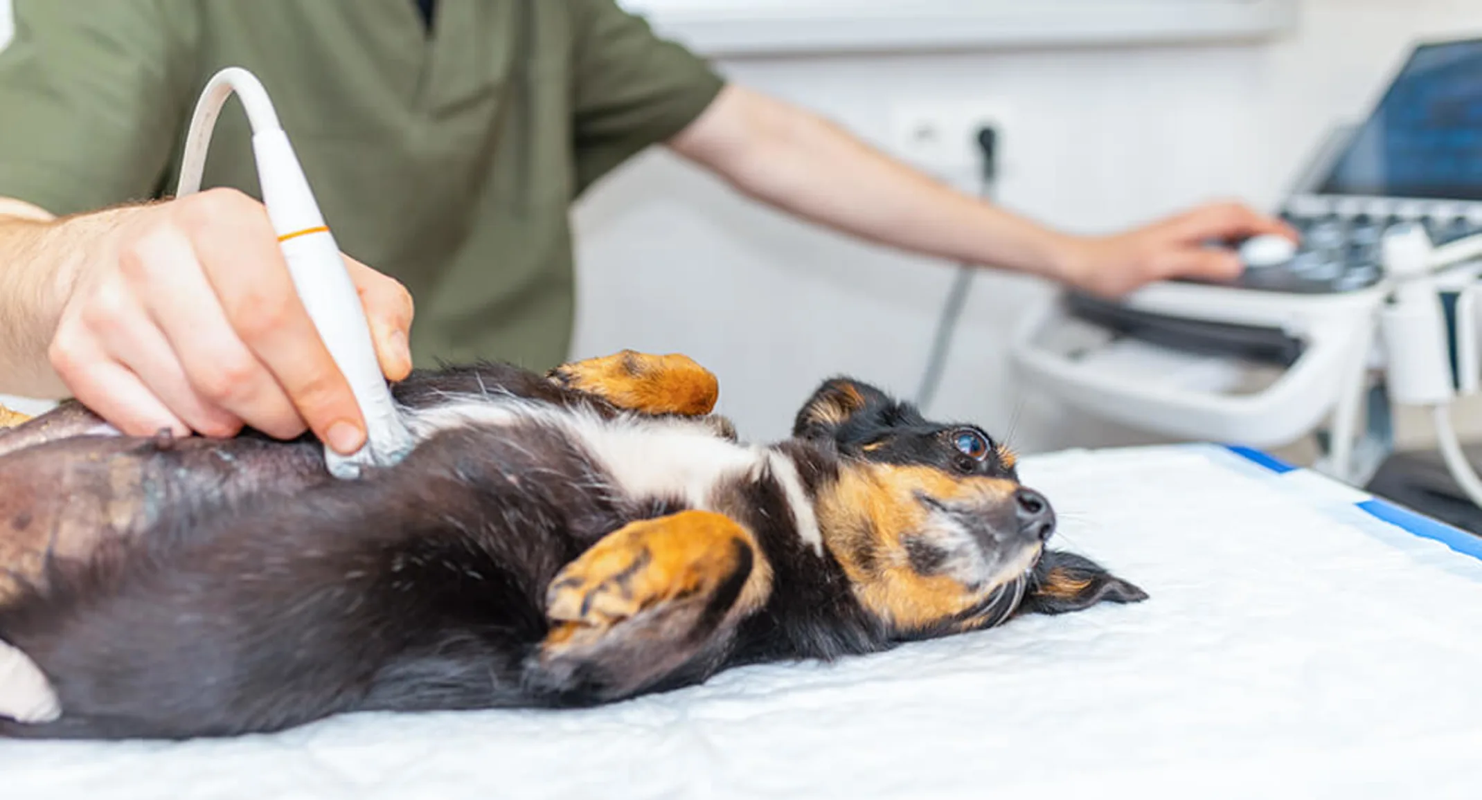 dog getting scan dog getting scan