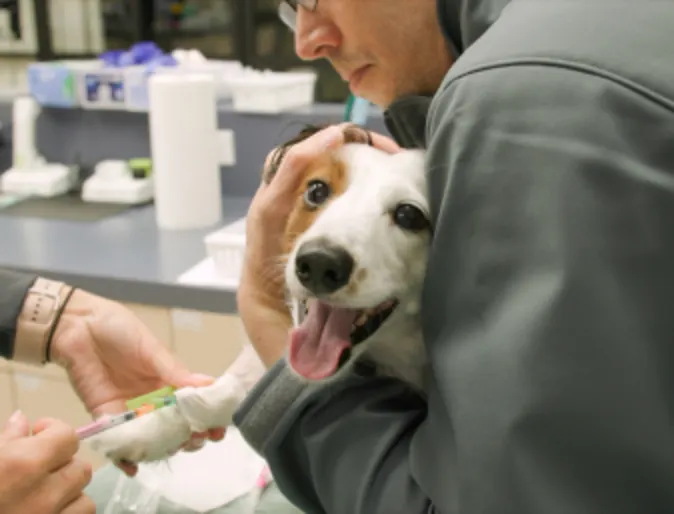 Staff giving dog a shot Staff giving dog a shot