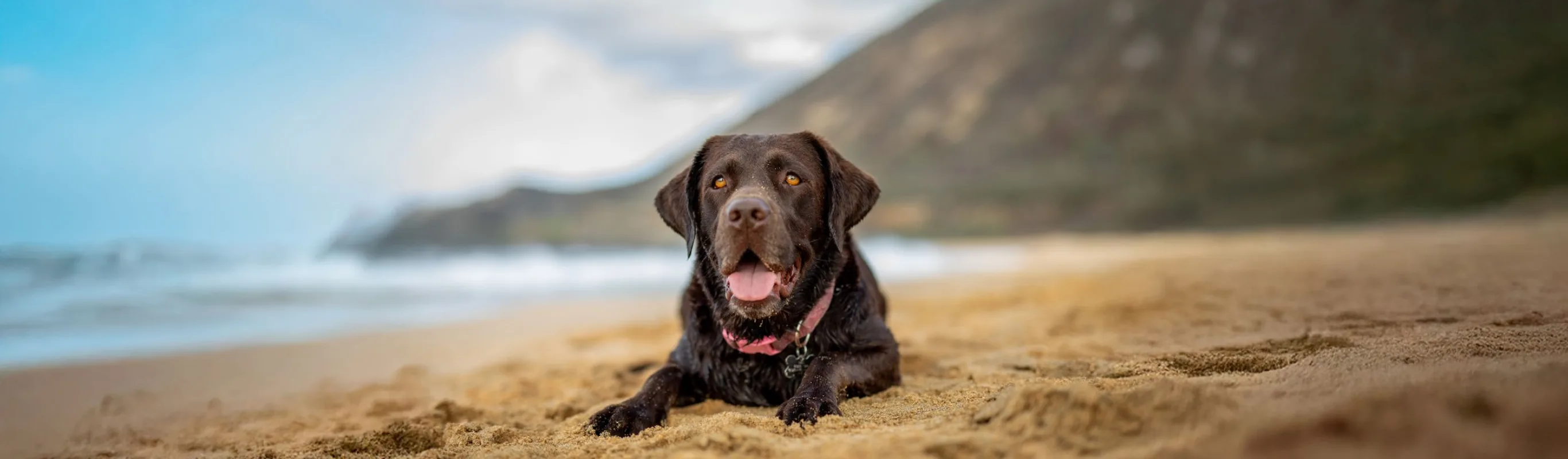 Brown lab laying on sand at the edge of the water. Brown lab laying on sand at the edge of the water.