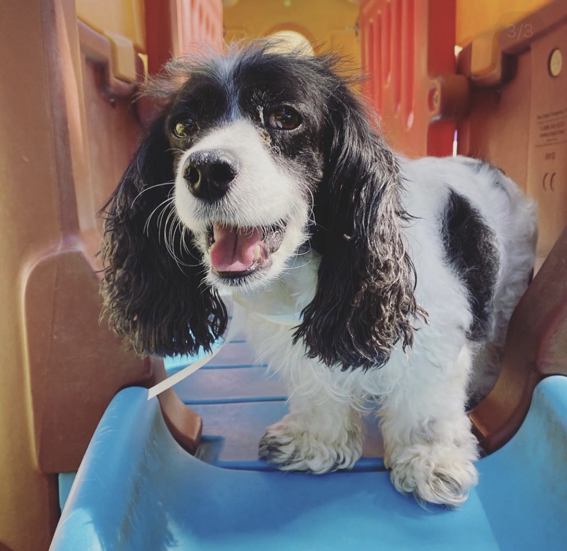 Spotted dog sitting on playset at Hill Country Animal Hospital