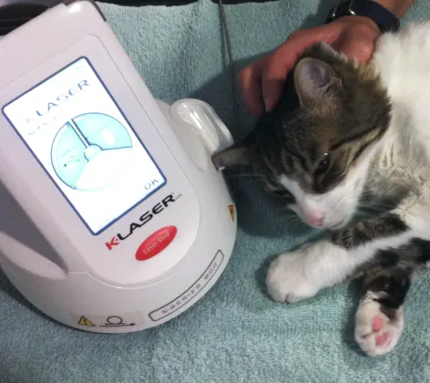 Laser Therapy Cat
