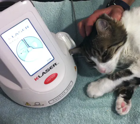 Laser Therapy Cat Laser Therapy Cat