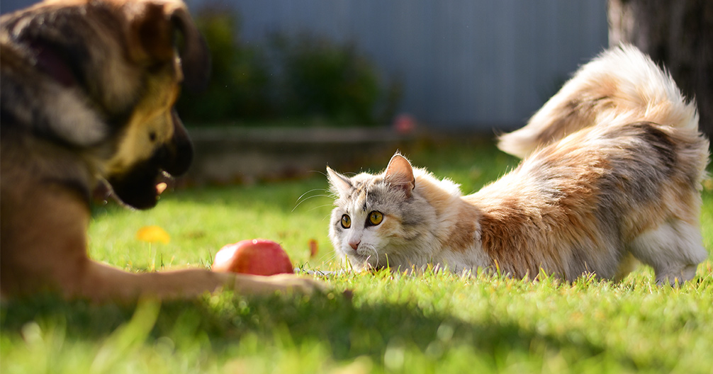 documents-forms-apple-valley-animal-hospital